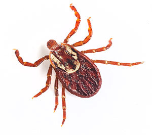 Tick-Borne Illnesses: Symptoms, Removal, Prevention and When to Worry
