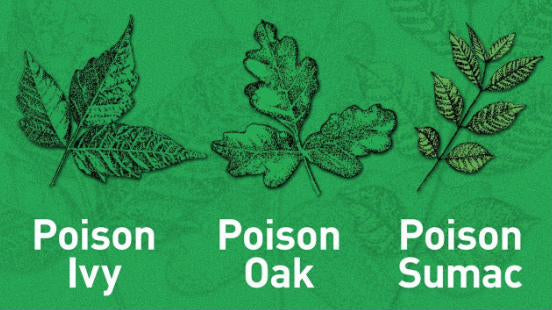 Poison Ivy, Oak & Sumac: A Field Guide to Identifying, Preventing & Treating the Rash